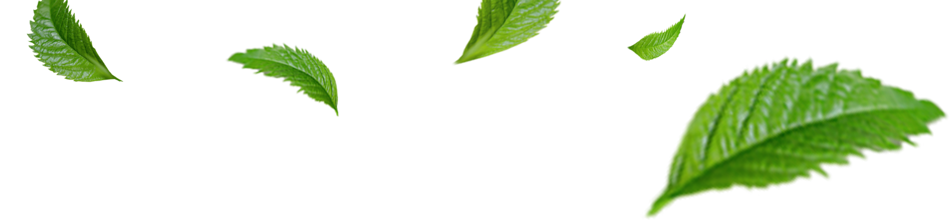 leaf-top