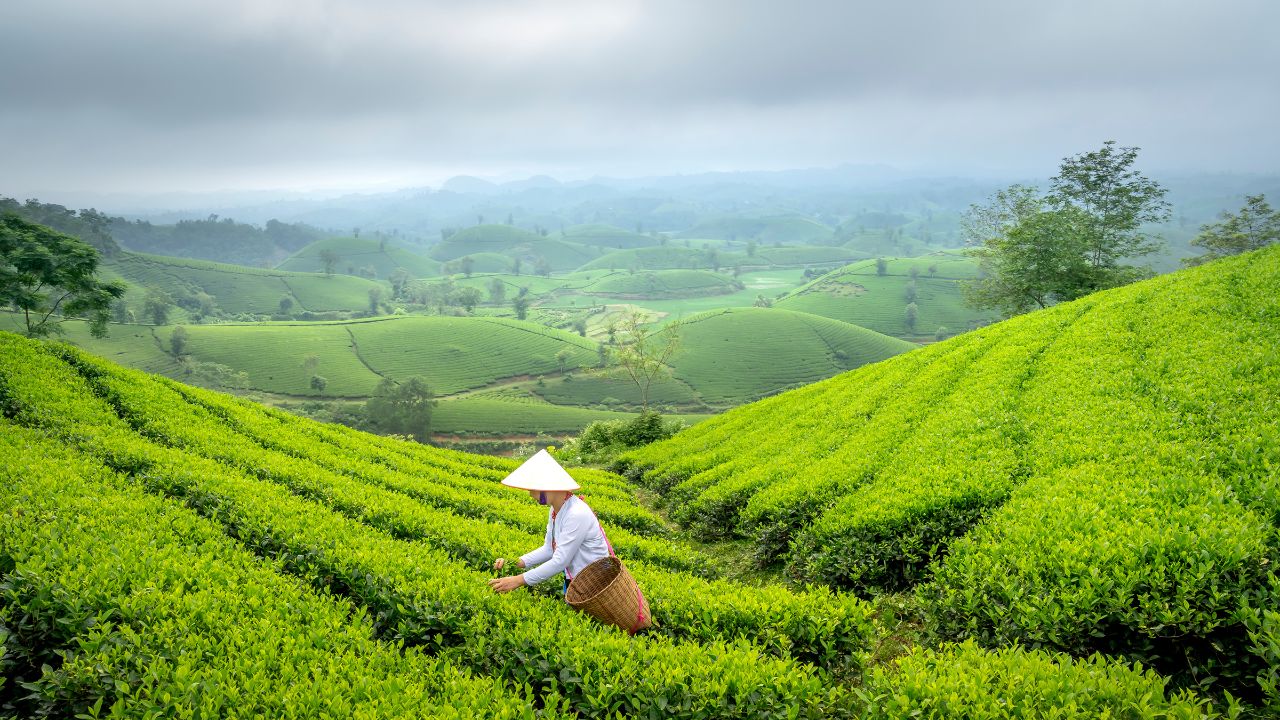 Cultural Significance of Tea